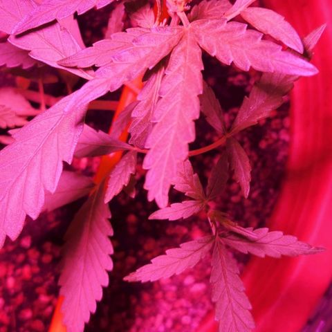 Tweede pruts BD growlog timeline photo