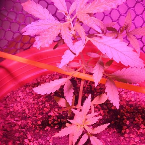 Tweede pruts BD growlog timeline photo