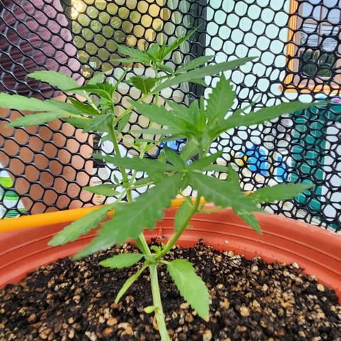 Tweede pruts BD growlog timeline photo
