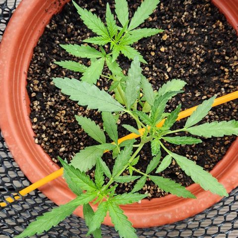 Tweede pruts BD growlog timeline photo