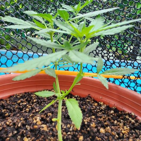 Tweede pruts BD growlog timeline photo