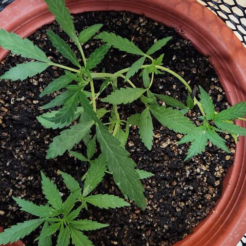 Tweede pruts BD growlog timeline photo