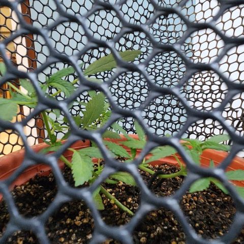Tweede pruts BD growlog timeline photo