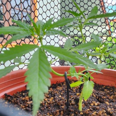 Tweede pruts BD growlog timeline photo