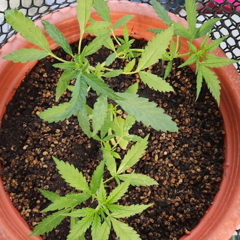 Tweede pruts BD growlog timeline photo