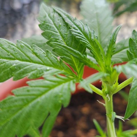 Tweede pruts BD growlog timeline photo