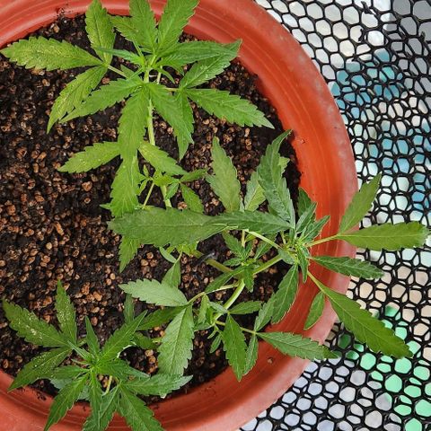 Tweede pruts BD growlog timeline photo