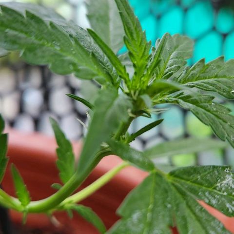 Tweede pruts BD growlog timeline photo