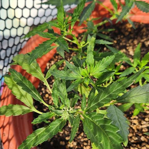 Tweede pruts BD growlog timeline photo