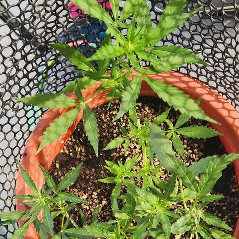 Tweede pruts BD growlog timeline photo