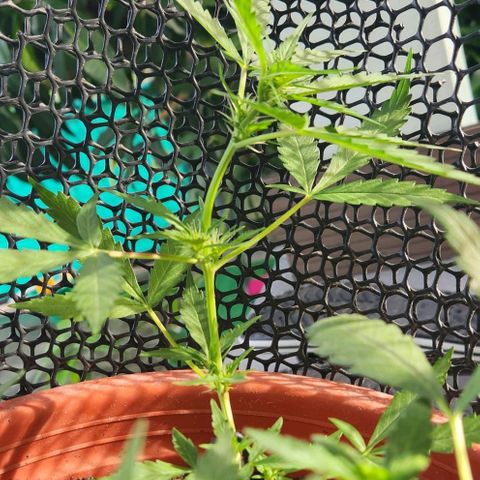 Tweede pruts BD growlog timeline photo