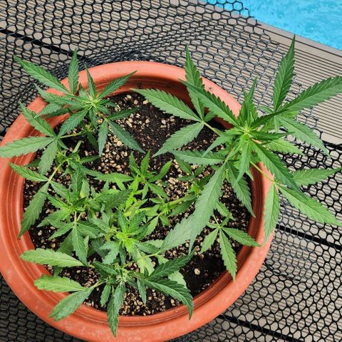 Tweede pruts BD growlog timeline photo