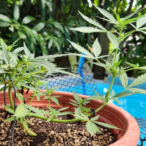 Tweede pruts BD growlog timeline photo