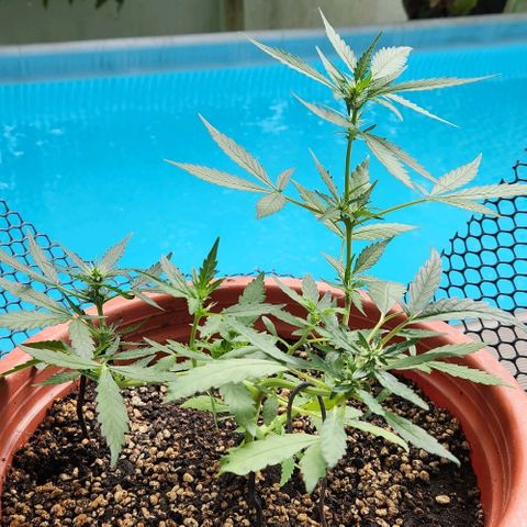 Tweede pruts BD growlog timeline photo
