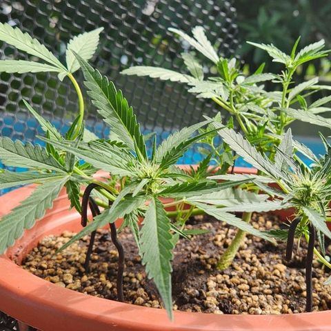 Tweede pruts BD growlog timeline photo