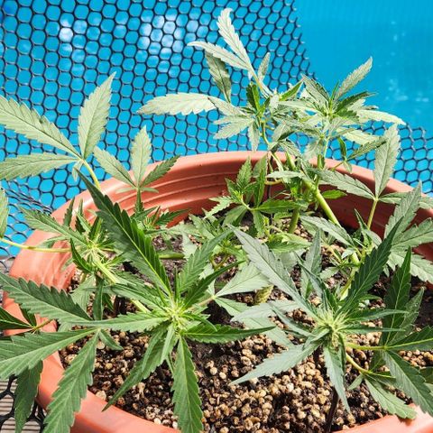 Tweede pruts BD growlog timeline photo