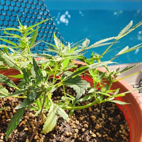 Tweede pruts BD growlog timeline photo