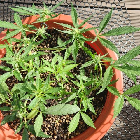 Tweede pruts BD growlog timeline photo