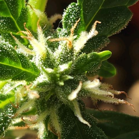 Tweede pruts BD growlog timeline photo