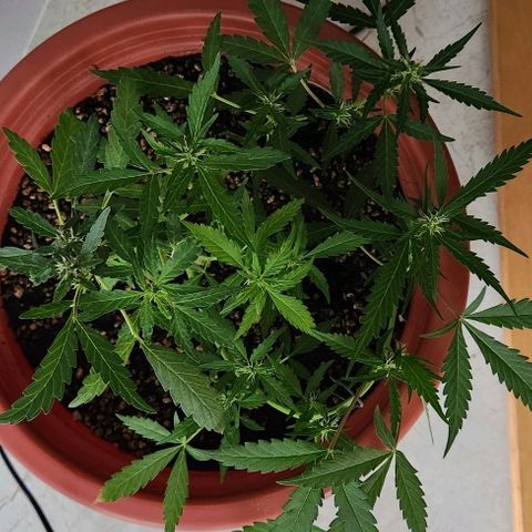Tweede pruts BD growlog timeline photo