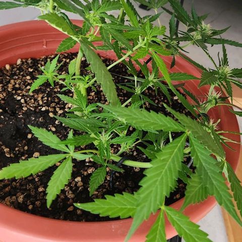 Tweede pruts BD growlog timeline photo