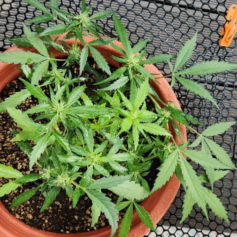 Tweede pruts BD growlog timeline photo