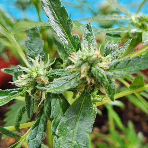 Tweede pruts BD growlog timeline photo