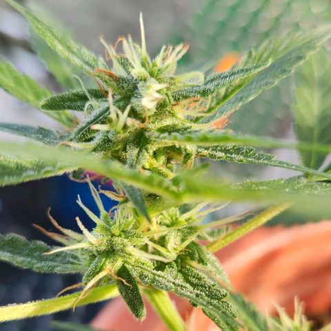Tweede pruts BD growlog timeline photo