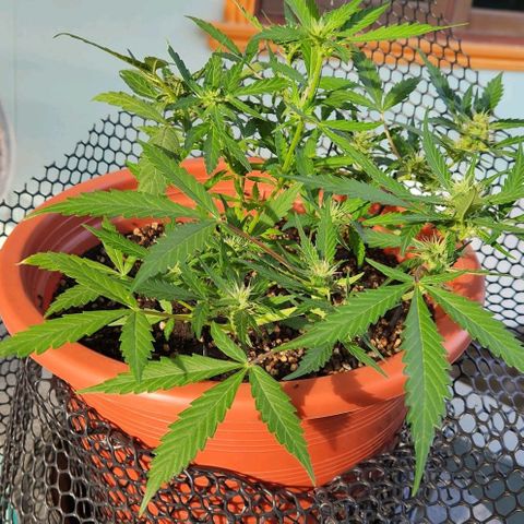 Tweede pruts BD growlog timeline photo