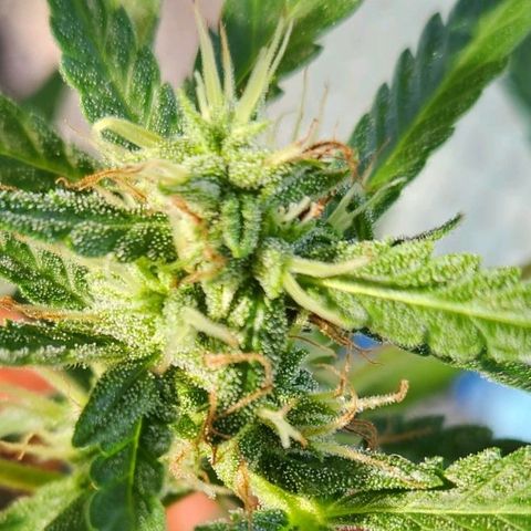 Tweede pruts BD growlog timeline photo