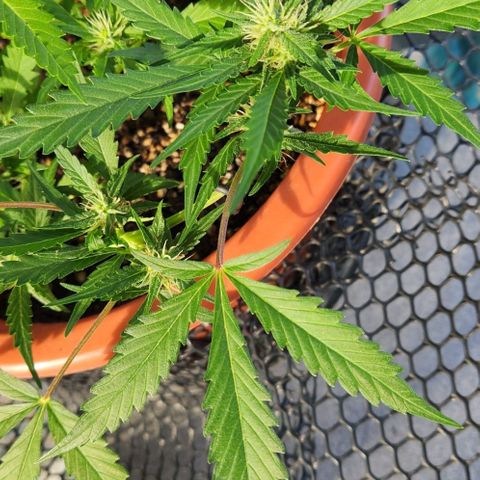 Tweede pruts BD growlog timeline photo