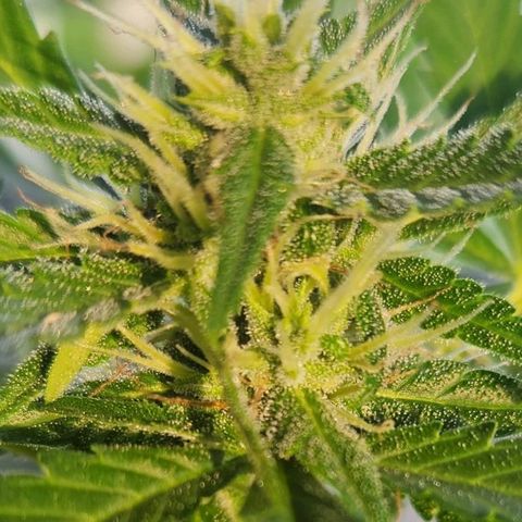 Tweede pruts BD growlog timeline photo