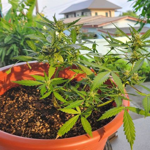 Tweede pruts BD growlog timeline photo