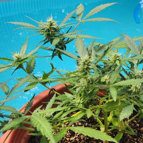 Tweede pruts BD growlog timeline photo