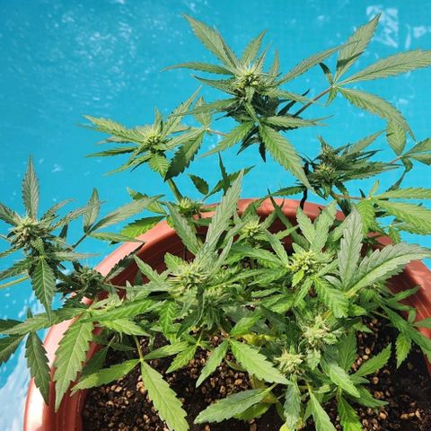 Tweede pruts BD growlog timeline photo
