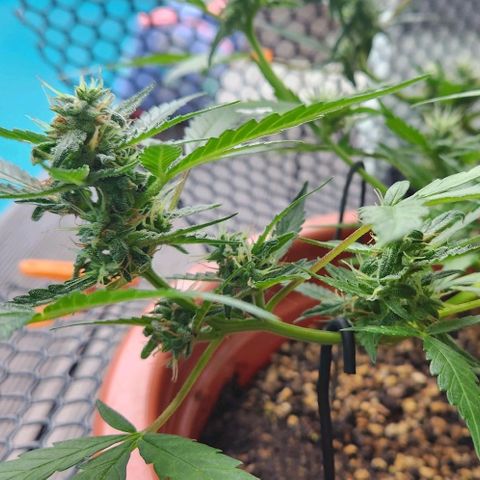 Tweede pruts BD growlog timeline photo