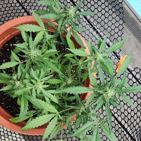 Tweede pruts BD growlog timeline photo