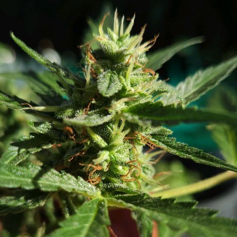 Tweede pruts BD growlog timeline photo