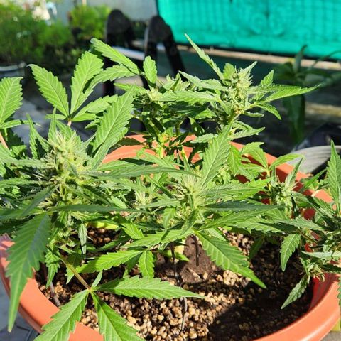 Tweede pruts BD growlog timeline photo