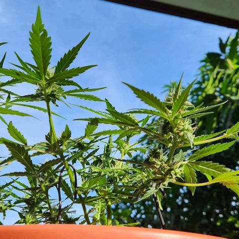Tweede pruts BD growlog timeline photo