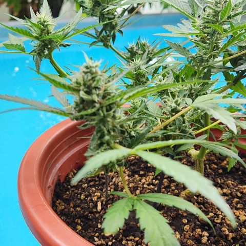Tweede pruts BD growlog timeline photo