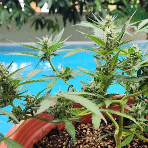 Tweede pruts BD growlog timeline photo