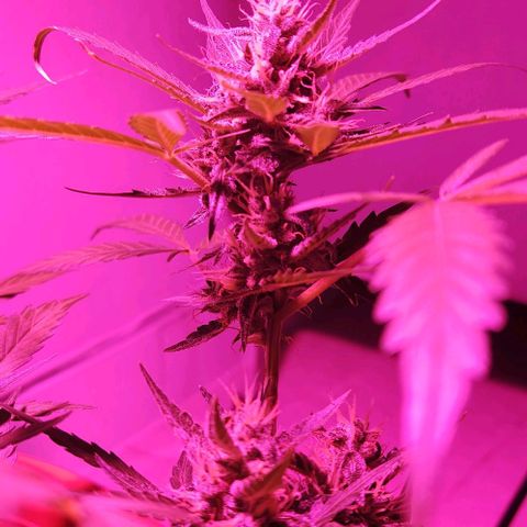 Tweede pruts BD growlog timeline photo