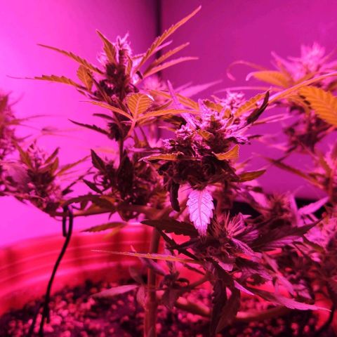 Tweede pruts BD growlog timeline photo