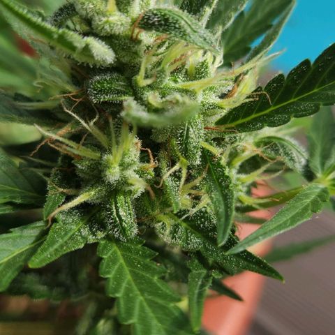 Tweede pruts BD growlog timeline photo