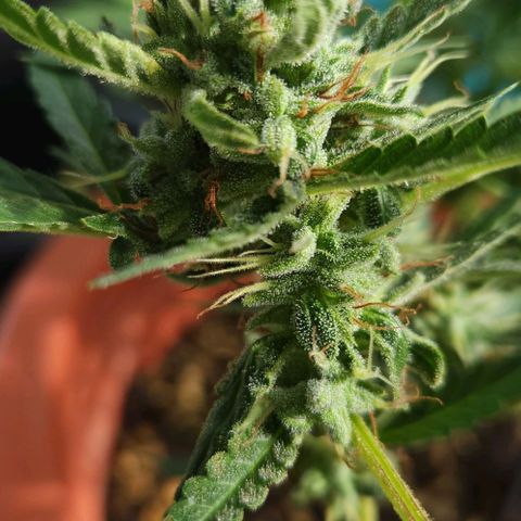 Tweede pruts BD growlog timeline photo