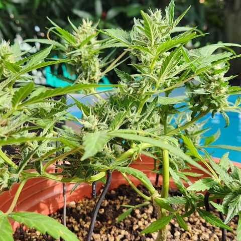 Tweede pruts BD growlog timeline photo