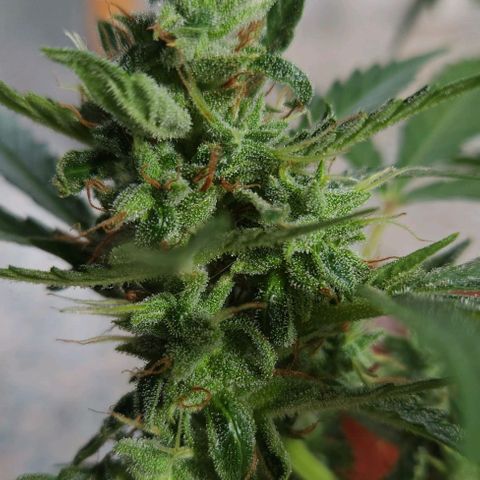 Tweede pruts BD growlog timeline photo