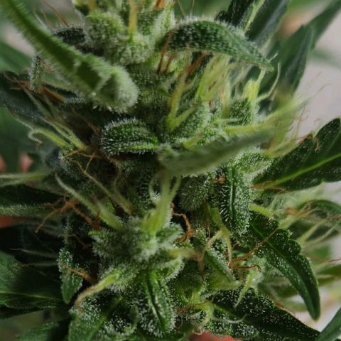 Tweede pruts BD growlog timeline photo