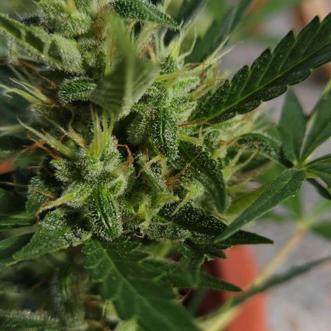 Tweede pruts BD growlog timeline photo